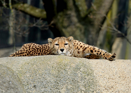 猎豹 哺乳动物 猫科动物 食肉动物 动物 动物群 游猎 毛茸茸的