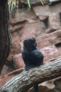 戈尔迪 哺乳动物 面对 丛林 自然 猴子 森林 动物 灵长类动物