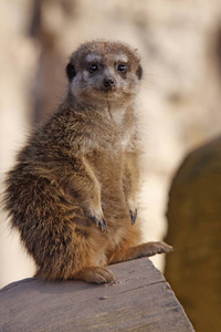 毛茸茸的 自然 有趣的 荒野 生物 狐獴 动物群 可爱的