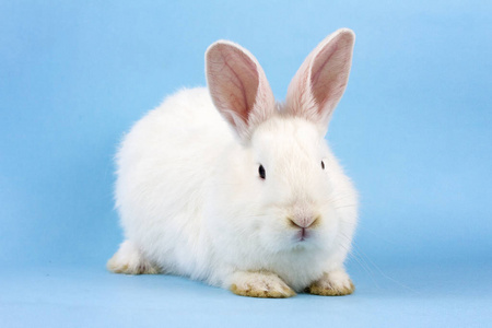 复活节兔子在一个流行的蓝色背景概念复活节假期.照片