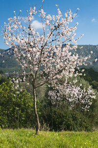 花的 果园 开花 花瓣 樱桃 杏仁 公园 植物学 日本人