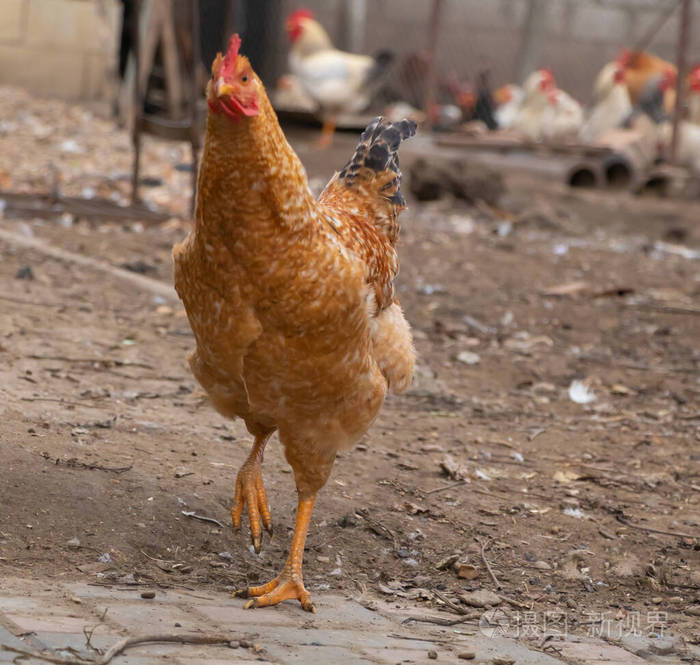 一只脚悬空的棕色母鸡