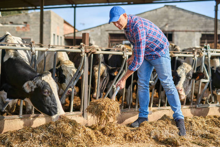 牧场上一个人的画像