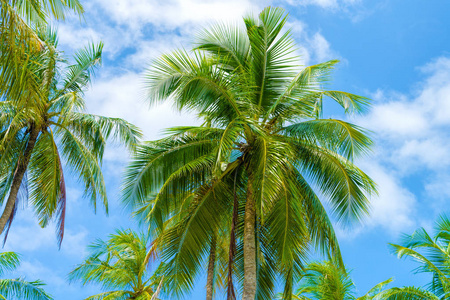 海滩暑假假期背景椰棕榈树