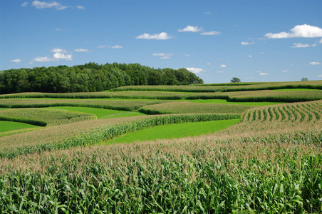 成长 夏天 收获 谷类食品 风景 玉米地 国家 环境 草地