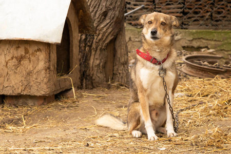 狗看家护院图片 狗看家护院素材 狗看家护院插画 摄图新视界