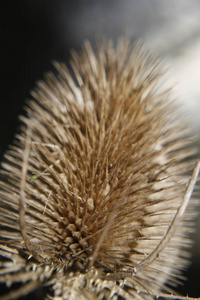 种子 植物学 自然 美丽的 花园 挑逗 颜色 脊柱 特写镜头