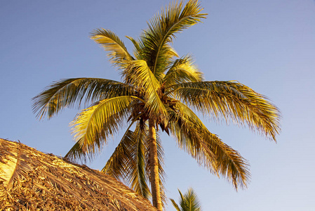  Palm tree with thatched palapa