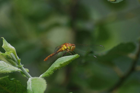 眼睛 池塘 花园 蜻蜓 飞蛾 昆虫 好奇心 分支