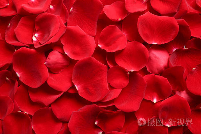 鲜红色玫瑰花瓣为背景俯视图