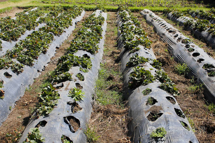 农场草莓种植园使用黑色尼龙在田间种植草莓