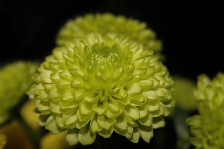 花的 草坪 植物 菊花 花瓣