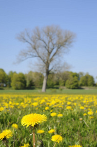 草地 植物学 假期 土地 特写镜头 领域 蒲公英 春天 草坪