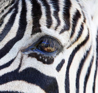 动物园 公园 身体 眼睛 丛林 头发 储备 肖像 动物群