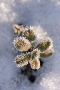 霜冻后的白霜植物