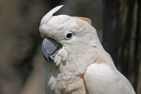 可爱的 美丽的 眼睛 动物园 凤头鹦鹉 野生动物 肖像 自然