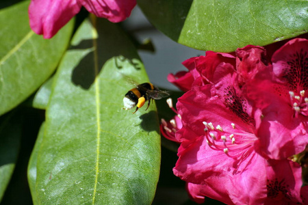 繁荣的 开花 大黄蜂 花粉 昆虫 植物 繁荣