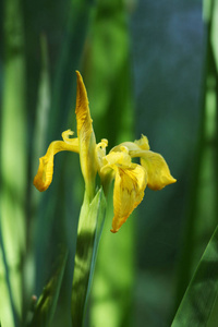 百合花 植物学 美丽的 颜色 特写镜头 自然 虹膜 夏天