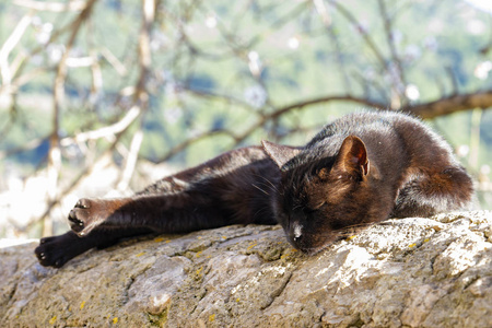 little cat sleeping 