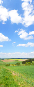 森林 风景 全景图 景象 凉拌菜 苍穹 天空 伍兹 见解