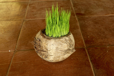 发芽的大米图片