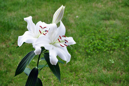 百合花 繁荣 夏天 繁荣的 开花 植物 流血 草地 花儿