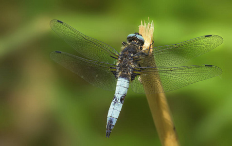 动物 身体 自然 野生动物 环境 植物 夏天 特写镜头 蜻蜓