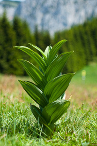 外部 阿尔卑斯山 植物 树叶 植物区系 自然 草坪 植物学