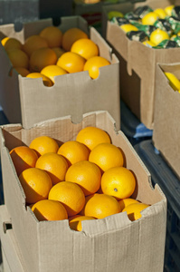 夏天 饮食 市场 农业 食物 美味的 维生素 柑橘 果汁