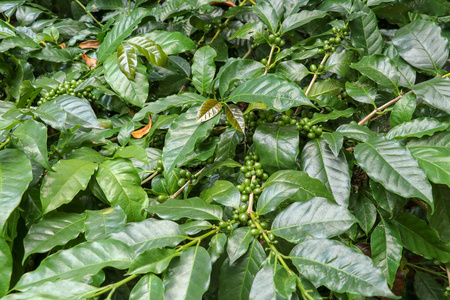 阿拉比卡咖啡的成熟浆果。阿拉比卡咖啡豆成熟