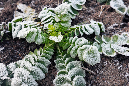 一些树叶在冬天被冰雪覆盖。白霜