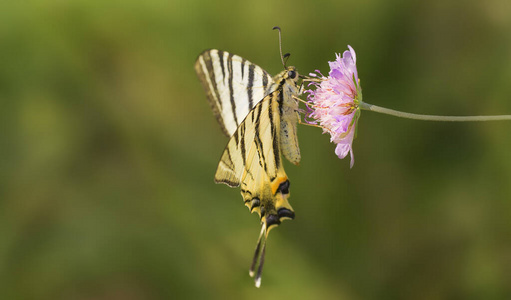 美女 动物 蝴蝶 野生动物 夏天 颜色 花园 翅膀 飞蛾