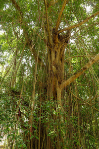 热带雨林中长满藤本植物的弹性榕树。鲁贝