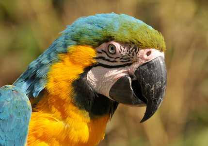 金刚鹦鹉 自然 羽毛 鹦鹉 羽化 颜色 动物 肖像 动物园