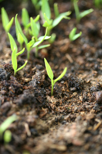 分支 太阳 阳光 生活 领域 植物 生长 自然 植物区系