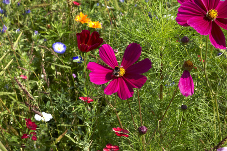 繁荣 蜜蜂 植物 五花八门 昆虫 美极了 花儿 夏季 草地