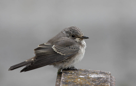 欧洲 栖息 冬天 鸟类学 鳞片 羽毛 自然 动物 野生动物
