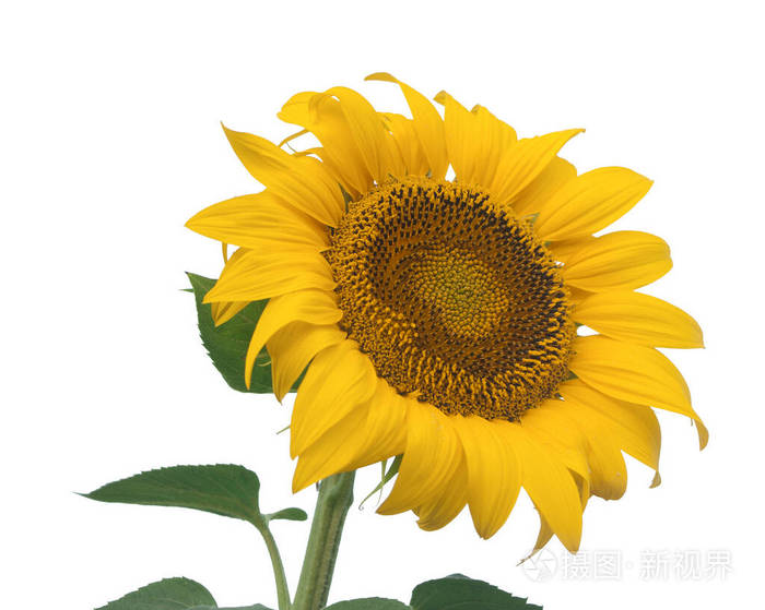 向日葵油开花白色背景下隔离的植物