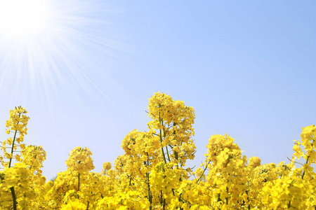 开花 草地 春天 生活 颜色 土地 夏天 国家 领域 环境