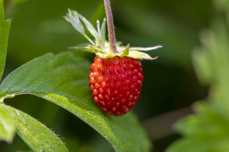 收获 灌木 植物 花园 草莓 食物 生长 浆果 美味的 甜的