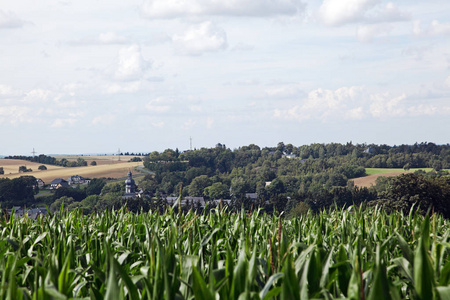 玉米 玉米地 农业 领域 生长 农事 栽培