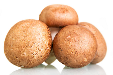 棕色蘑菇香菇香菇特写白色隔离。