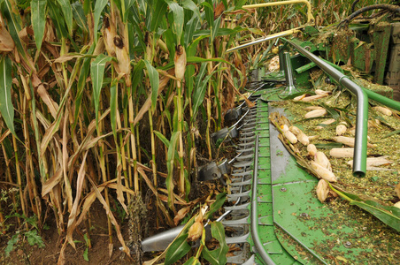 领域 玉米地 农事 斩波器 英亩 碎纸机 收获 农业 玉米