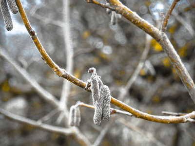 冬季树木种子特写图片
