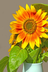 闪耀 植物 向日葵 自然 花的 力量 花瓶 开花 花园 夏季