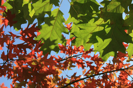 纹理 枫树 季节 十月 植物学 树叶 秋天 自然 美丽的