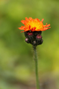 夏天 花的 特写镜头 自然 季节 花园 颜色 领域 夏季