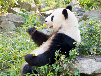 动物 竹子 瓷器 哺乳动物 中国人 熊猫 皮肤 动物群 自然