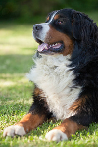 可爱的 犬科动物 自然 伯纳 头发 繁殖 血统 小狗 瑞士