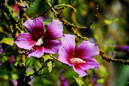 灌木丛 植物学 繁荣的 开花 繁荣 粉红色 花儿 植物区系